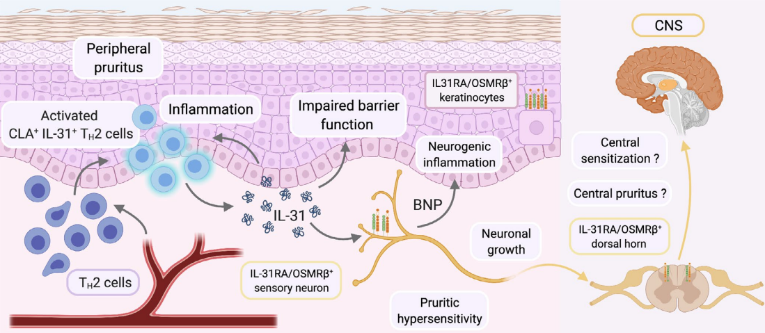 Canine IL-31細(xì)胞篩選模型